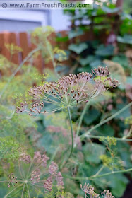 dill seed heads ready for harvest