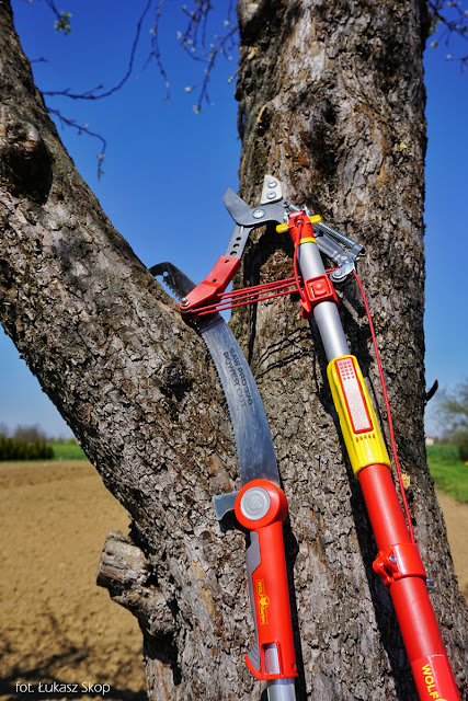 narzędzia do cięcia drzew: piła i sekator