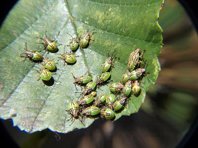 jiemve, insectes, feuille