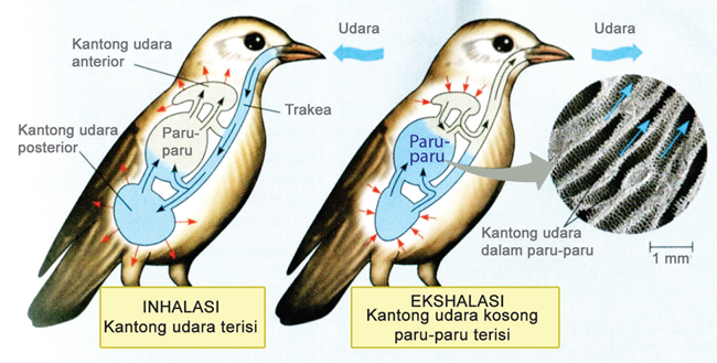  Alat  dan  Sistem  Pernapasan  pada Beberapa Jenis Hewan  