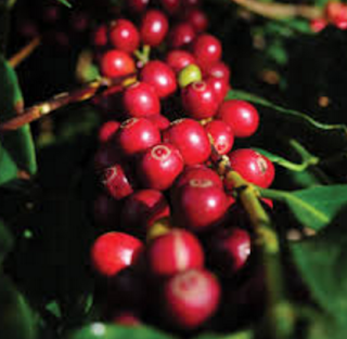 HAMA DAN PENYAKIT TANAMAN KOPI http://tipspetani.blogspot.com/