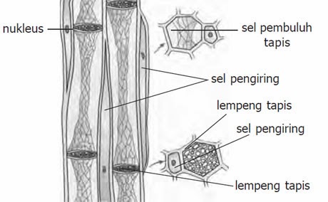 Jaringan penyusun tumbuhan dan fungsinya Mbah Karno