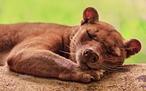 The Fossa is your is your favorite Animal