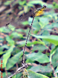 damselfly mating_capung jarum kawin 6