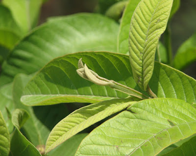 Manfaat dan Khasiat Daun Jambu Biji