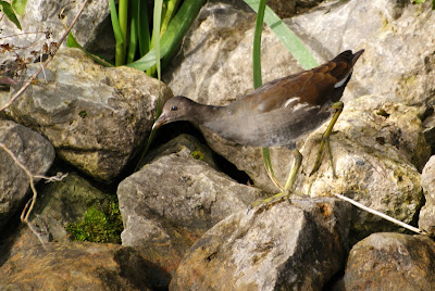 Reidhintsje - Waterhoen - Gallinula chloropus