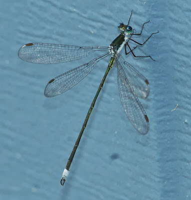 Swamp Spreadwing (Lestes vigilax)