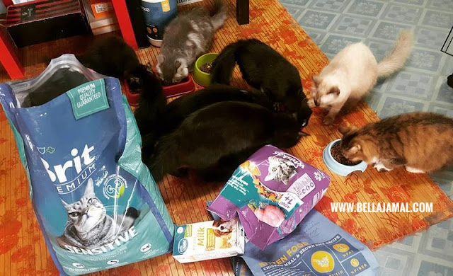 TIPS Memilih Makanan Kucing (Cat Food) - Ini Adalah 