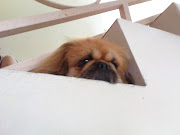 How to care for your Pekingese dog
