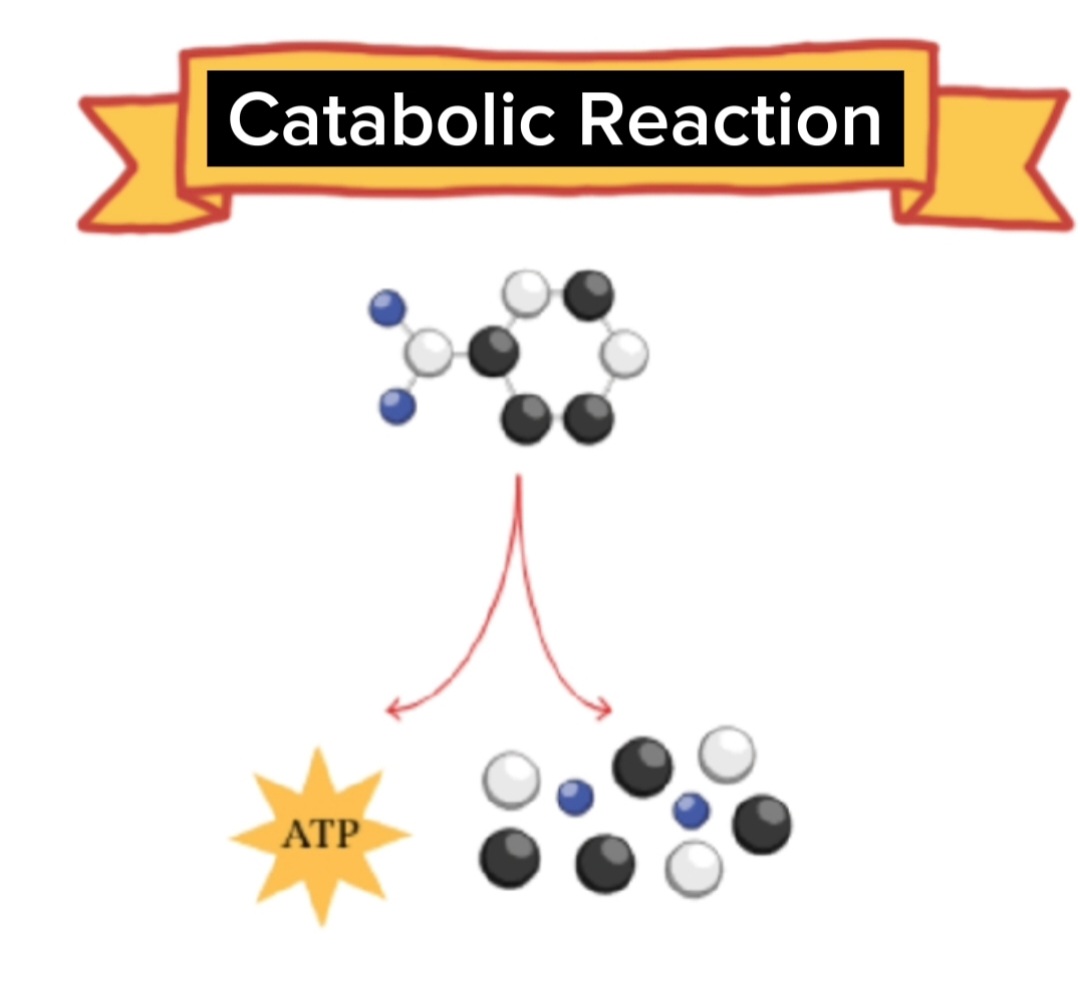 Catabolic reaction