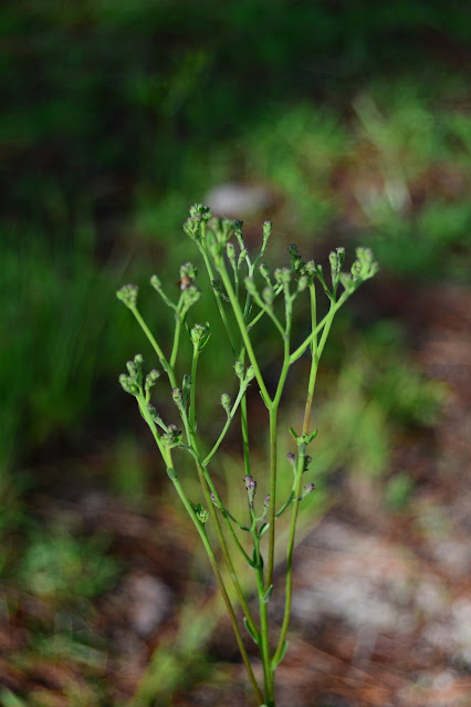 Carphephorus odoratissimus