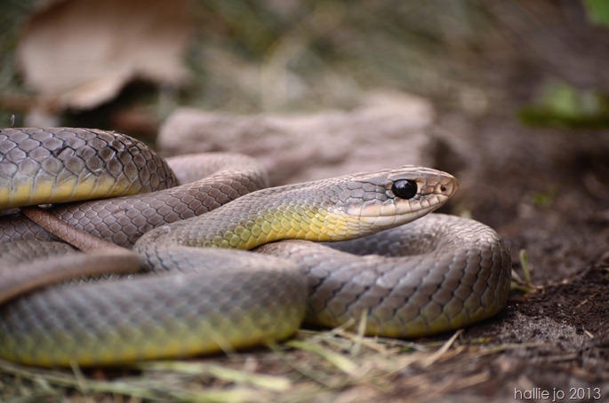 Snake3