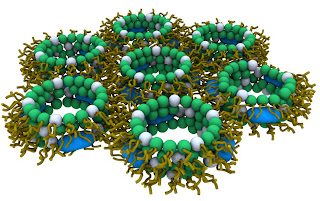 synthetic antimicrobials that disinfect by inducing negative curvature in bacterial membranes, generating pores.