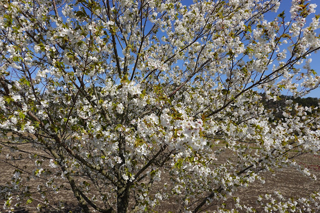 鳥取県西伯郡大山町鈑戸