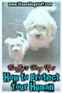 How To Protect Your Human - Buffy's Dog Tips