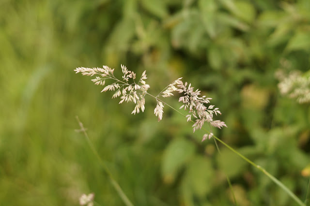 summer grass in Norfolk