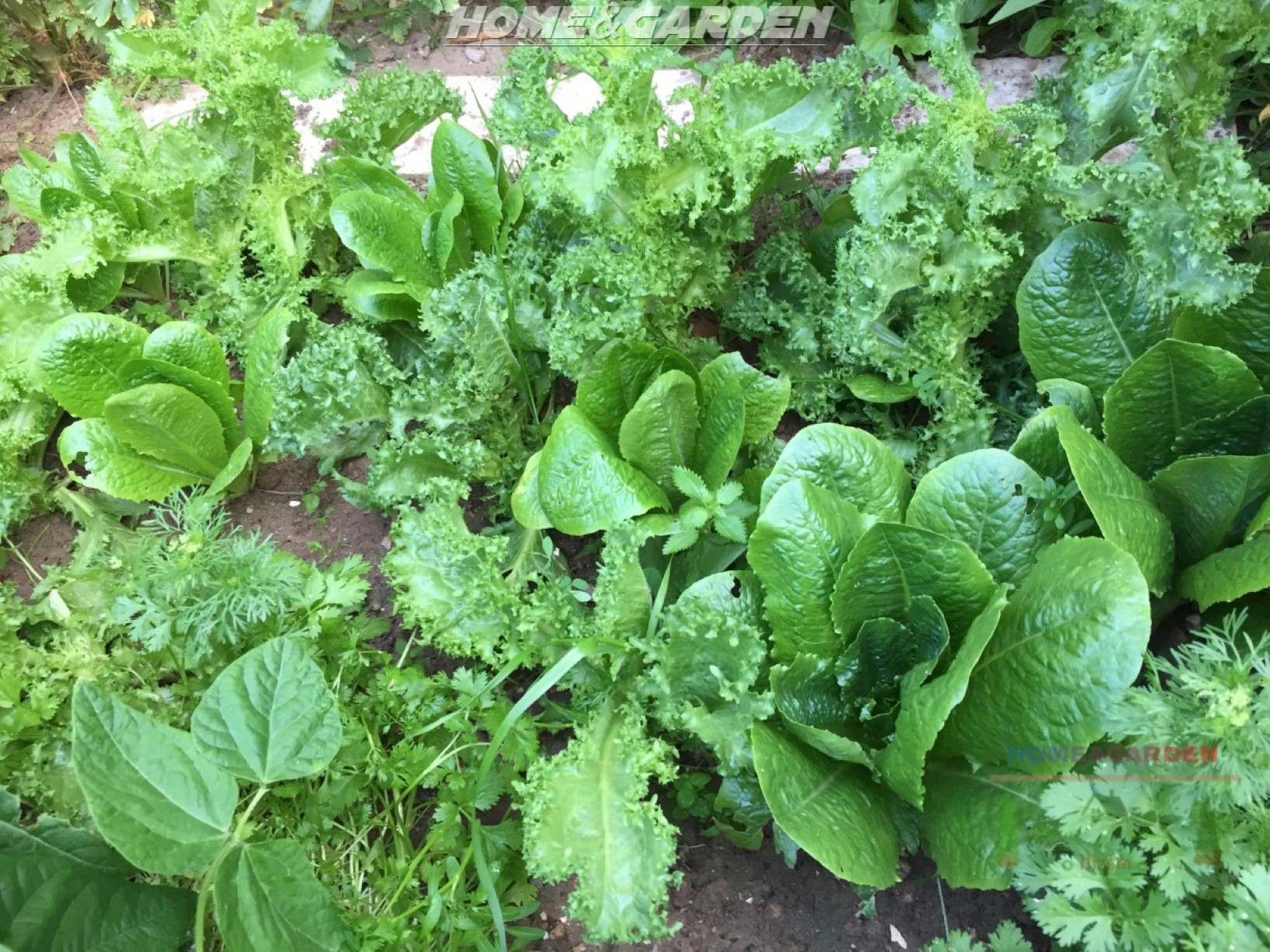 Lettuces are easy to grow and thrive in the cool temperatures of fall. You can sow lettuce late summer for a fall crop. Be sure to grow fast maturing varieties.