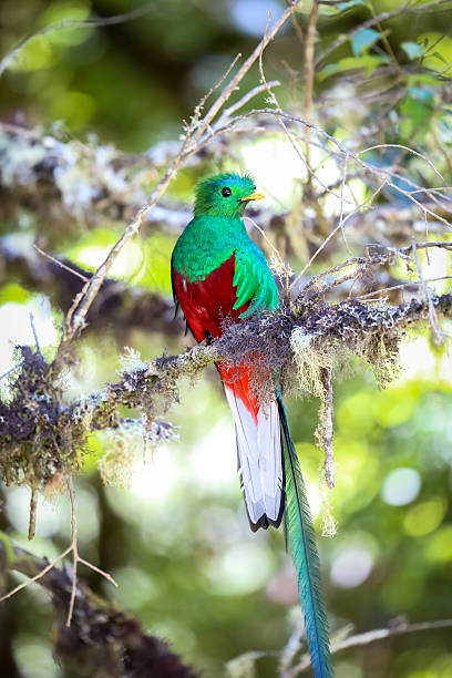 Quetzal