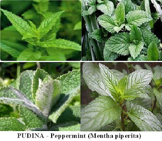 Herba & Tumbuhan: PUDINA - Peppermint (Mentha piperita)