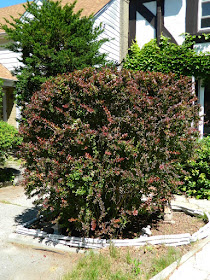 Japanese barberry (Berberis thunbergii) in a Toronto garden by garden muses--not another Toronto gardening blog