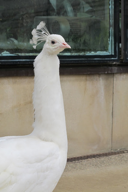 Praag : de mooiste vogel die ik ooit zag ! 