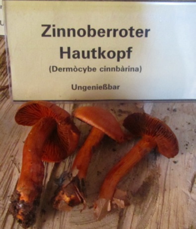 Zinnoberroter Hautkopf 1