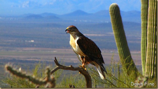 Desert museum_185