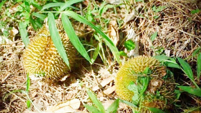 Buah Durian Milik Tetangga Jatuh, Lalu Kita Ambil, Boleh Apa Nggak Ya? Berikut Penjelasannya!