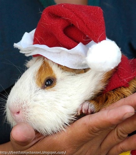 Christmas Guinea pig. 