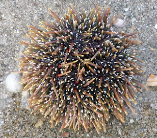 Sea urchin