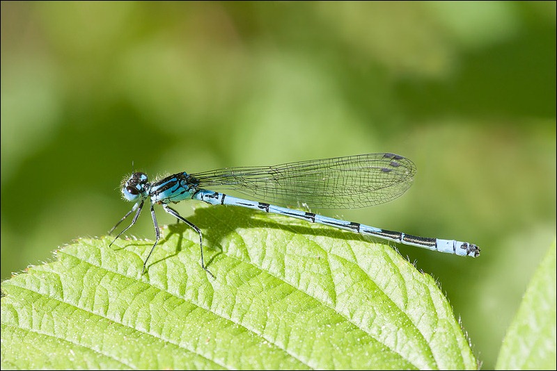 Common Blue Damselfly 