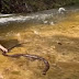 VÍDEO: curiosa, banhista tenta pegar em cobra durante passeio em cachoeira de Presidente Figueiredo