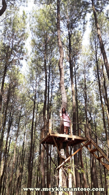 Berkunjung ke Hutan Pinus Pengger, Bantul.