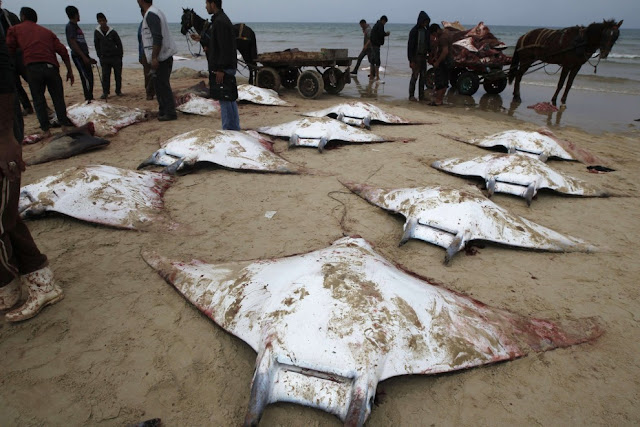 Peces raya varados en playa de Gaza