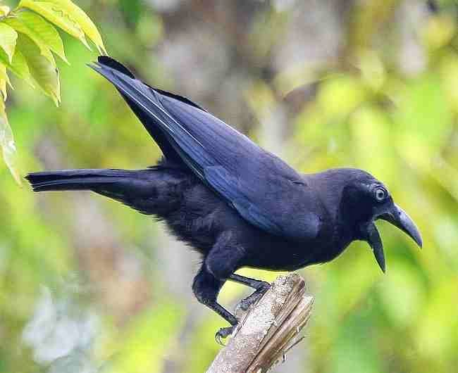  Gambar  Burung Gagak Dunia Binatang