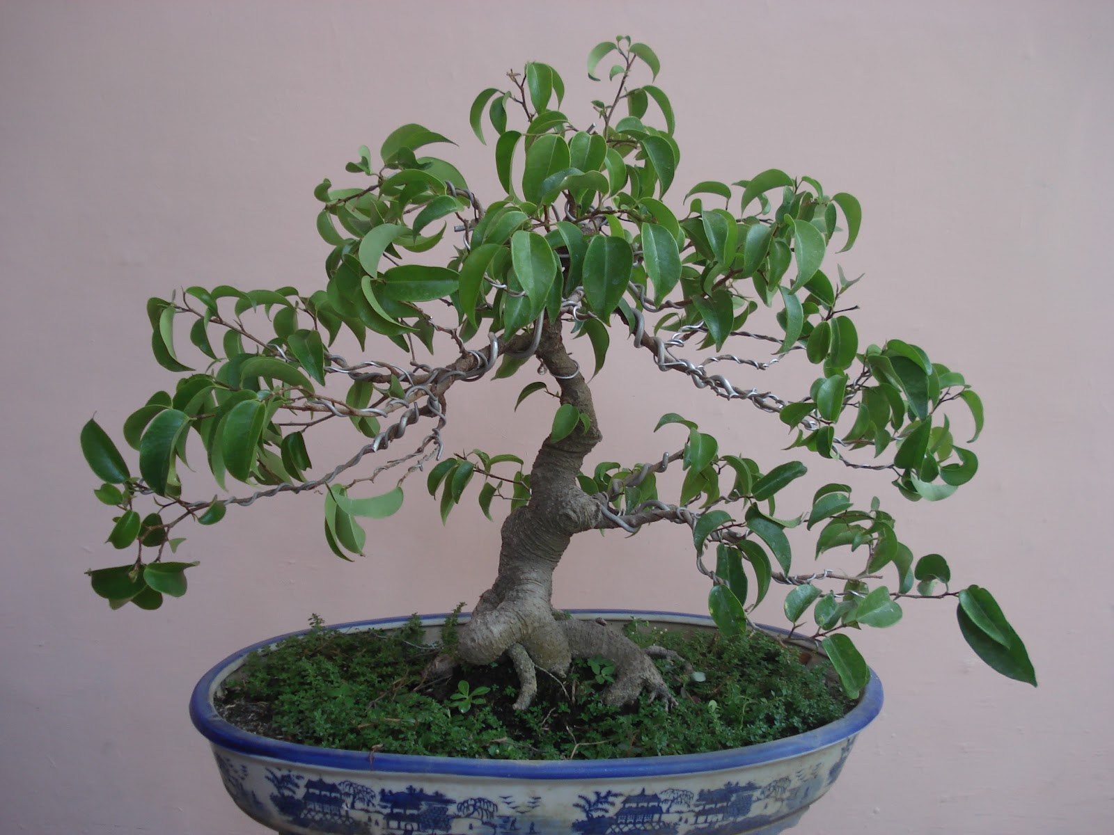  BONSAI HOBY KOLEKSI BONSAI 