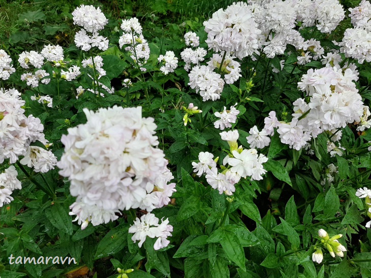 Мыльнянка лекарственная (Saponaria officinalis)