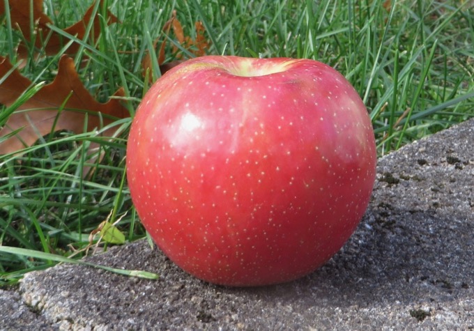 Handsome, symmetrical red-blushed apple, streaky in spots