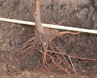 guerilla fruit tree planting: picture of the roots of a cheap tree