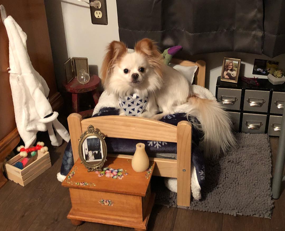 Zig the Pomchi's room