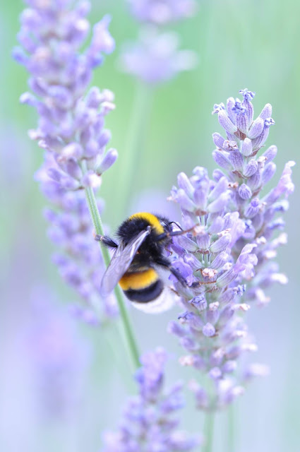 Bee on flowers