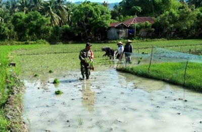 Tingkatkan Ketahanan Pangan di Masa Pandemi, Babinsa Ini Terjun ke Sawah Bantu Petani