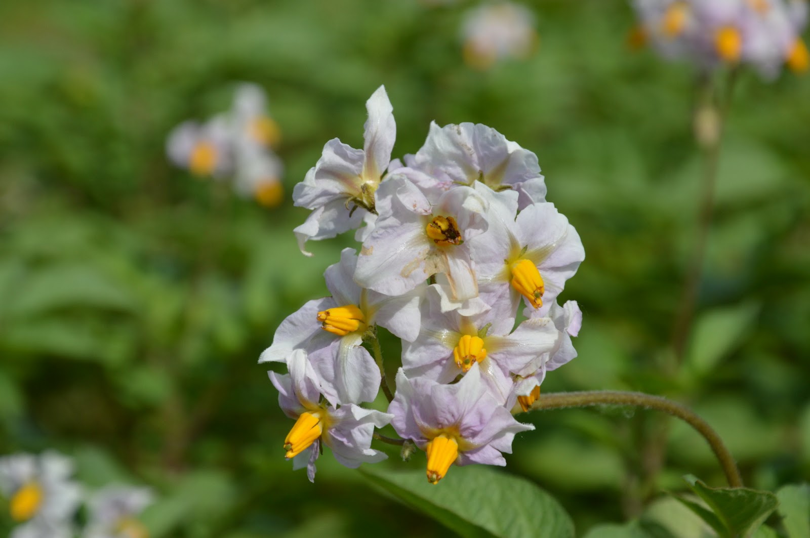 Blog di Gaetano: Umili fiori della verdura, nel mio orto.