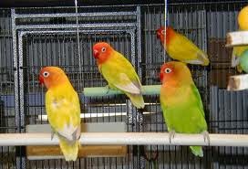 CARA TERNAK LOVEBIRD