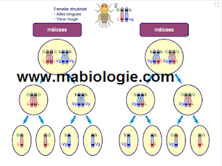 Quel est le lieu de brassage intra chromosomique 