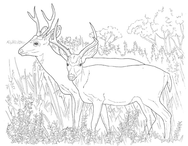 Two White Tailed Deers Coloring Page From Whitetailed Deers Category  Select From  Printable Crafts Of Cartoons Nature Animals Bible And  Many More