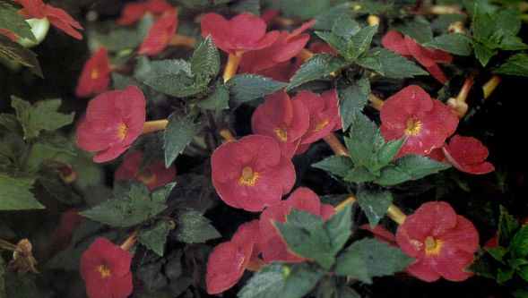 columnea goldfish plant. hot columnea goldfish plant.