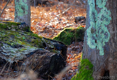 9. moss and lichen-kab 9. moss and lichen-kab