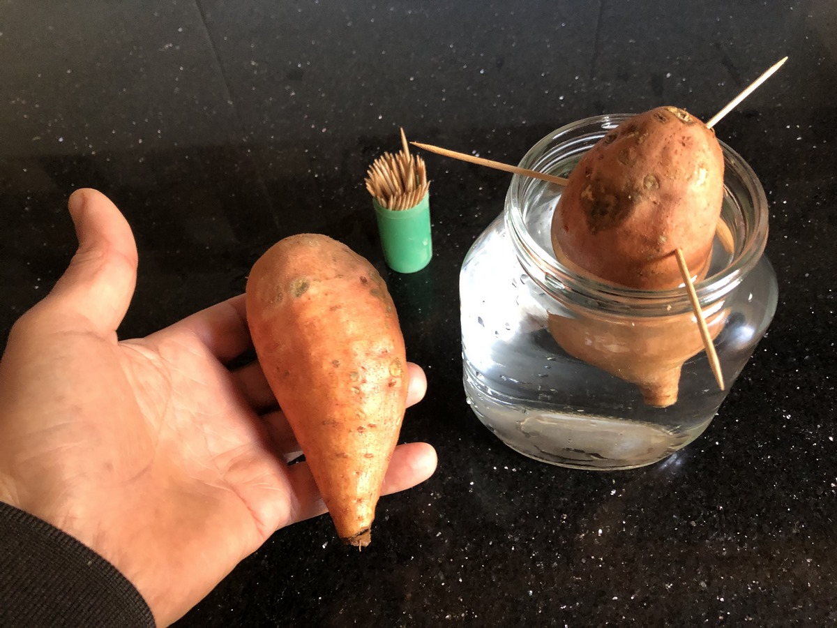 In this step-by-step guide, we'll show you how to kick-start the sprouting process and set the stage for a successful sweet potato harvest. Let's get started!