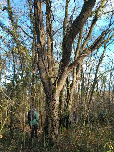 Oak tree with ivy, Indre et Loire, France. Photo by Loire Valley Time Travel.